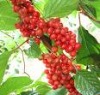 Schisandra chinensis extract